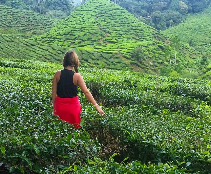piantagioni di tè cameron highlands malesia